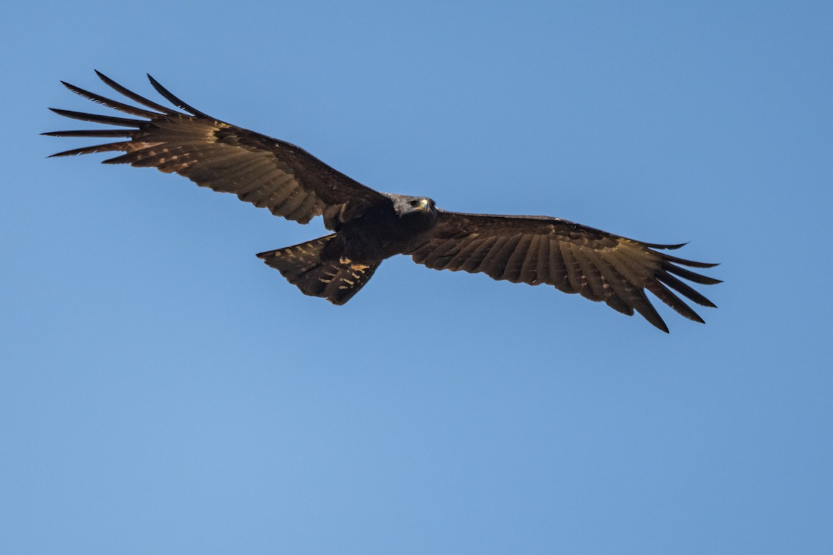 Black Eagle - Aditya Rao