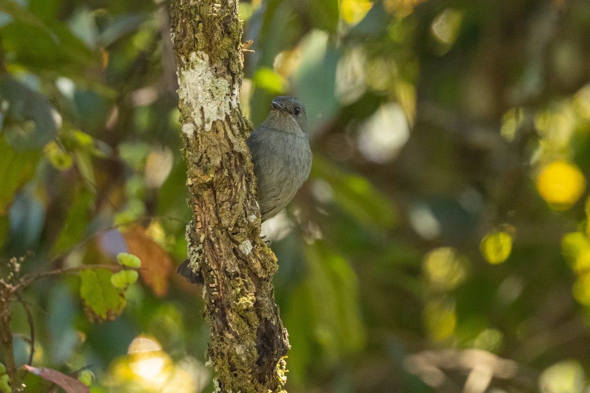 Papamoscas de Los Nilgiri - ML421057391