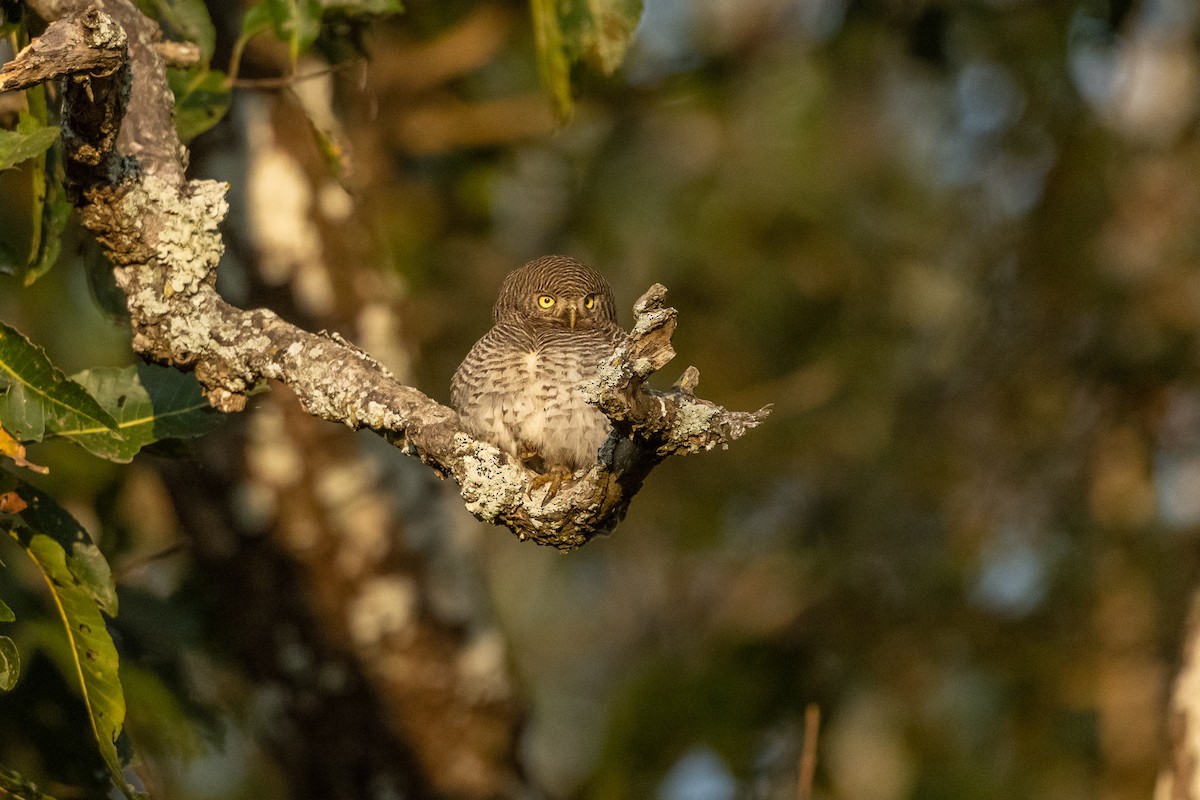 Jungle Owlet - ML421058801