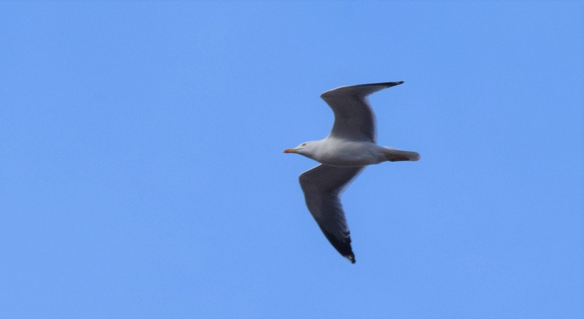 Yellow-legged Gull - Luís Santos