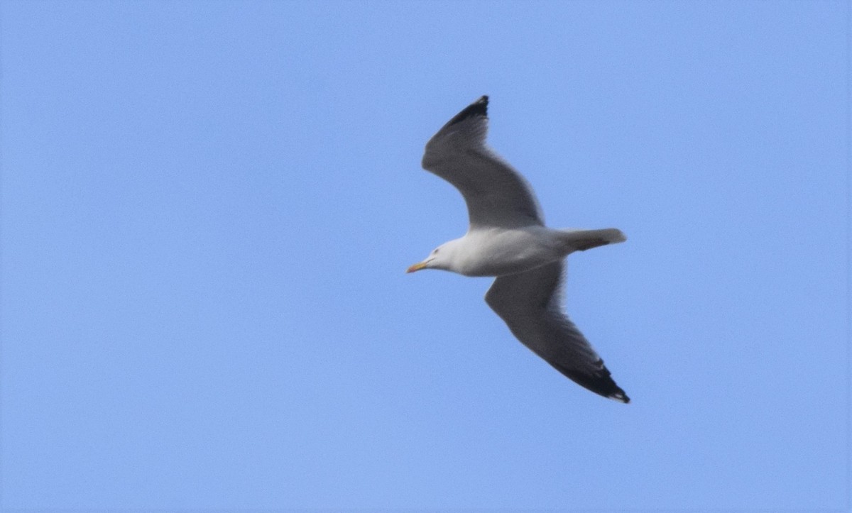 Gaviota Patiamarilla - ML421059341