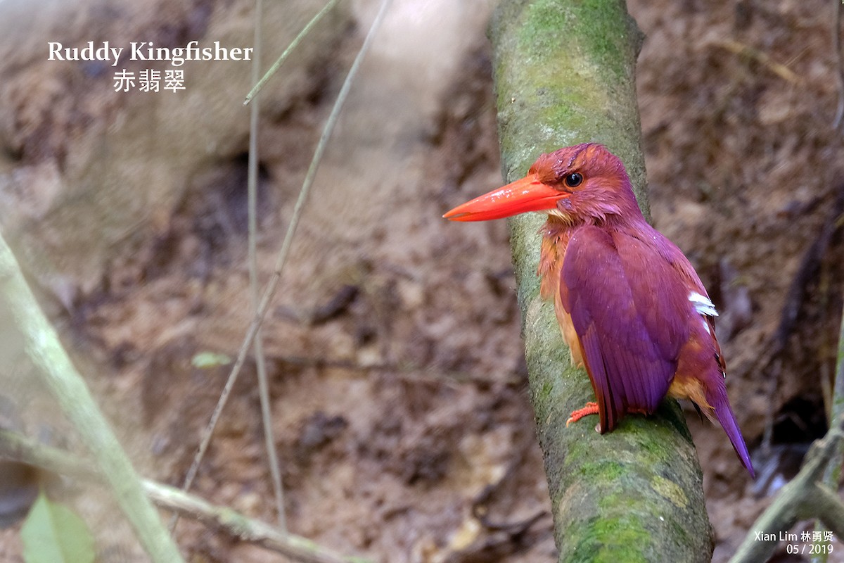 Ruddy Kingfisher - ML421060031