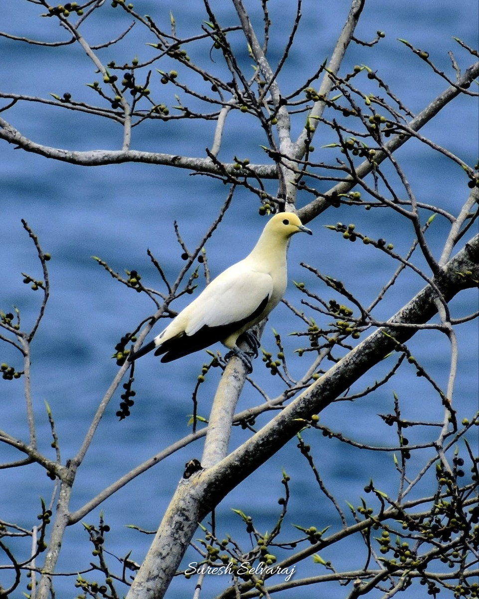 Pied Imperial-Pigeon - ML421060311