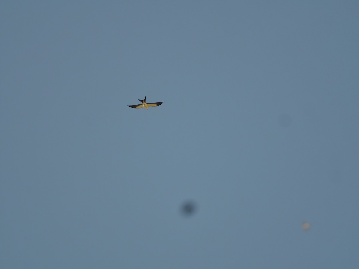 Swallow-tailed Kite - ML421060371