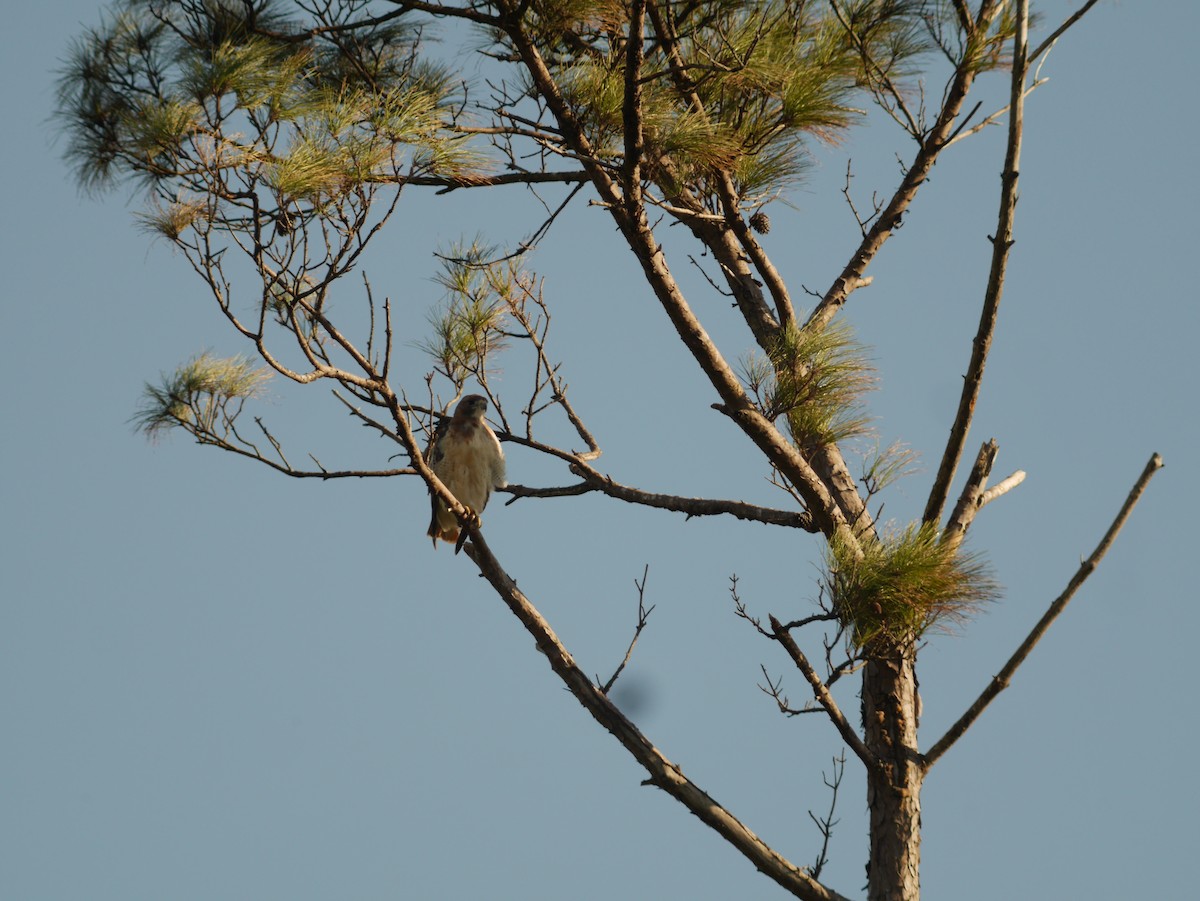 Red-tailed Hawk - ML421060621