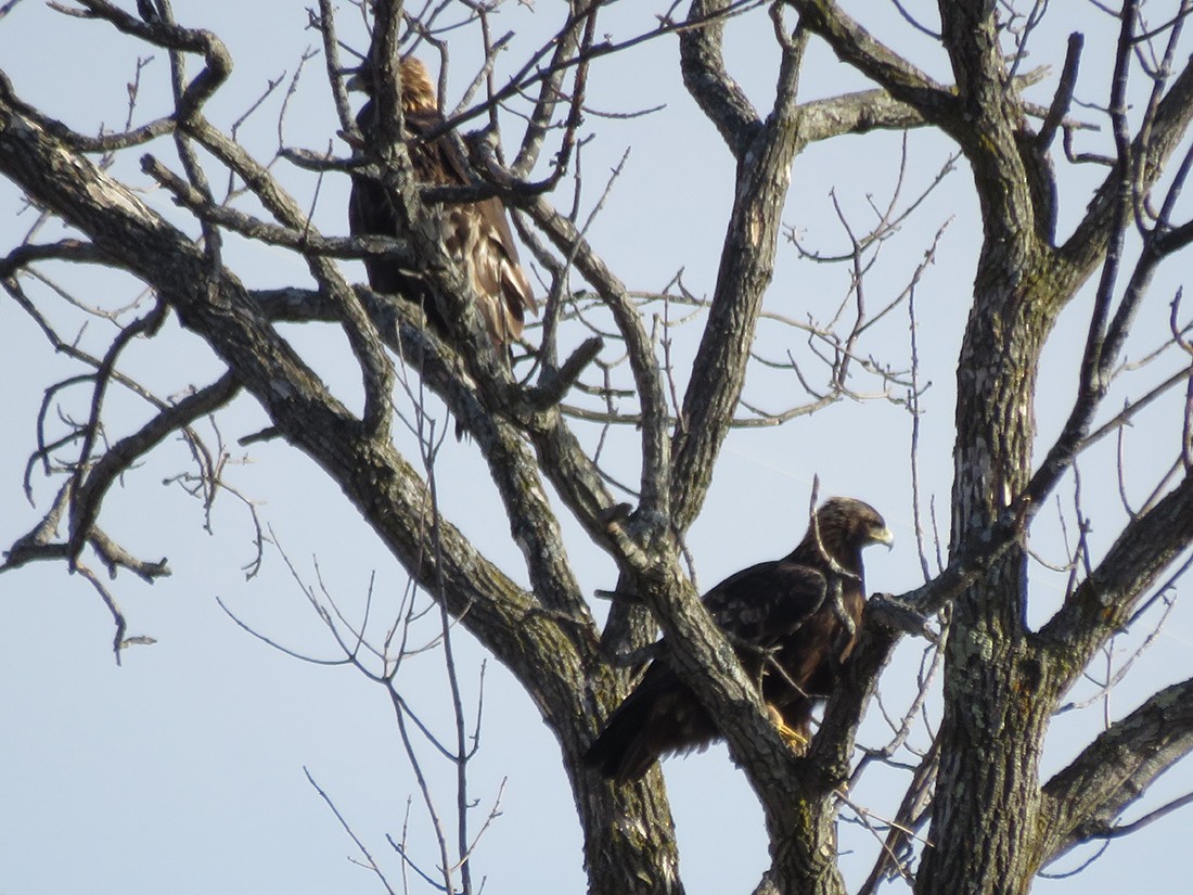 Golden Eagle - ML42106171