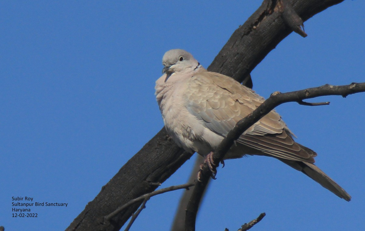 Eurasian Collared-Dove - ML421062791