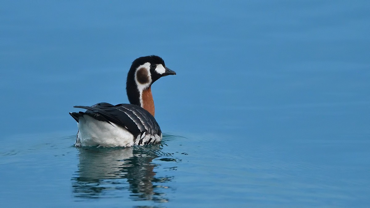 Red-breasted Goose - ML42106461