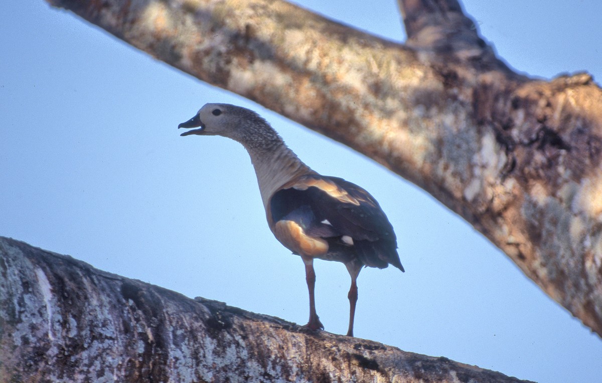 Orinoco Goose - ML421066431