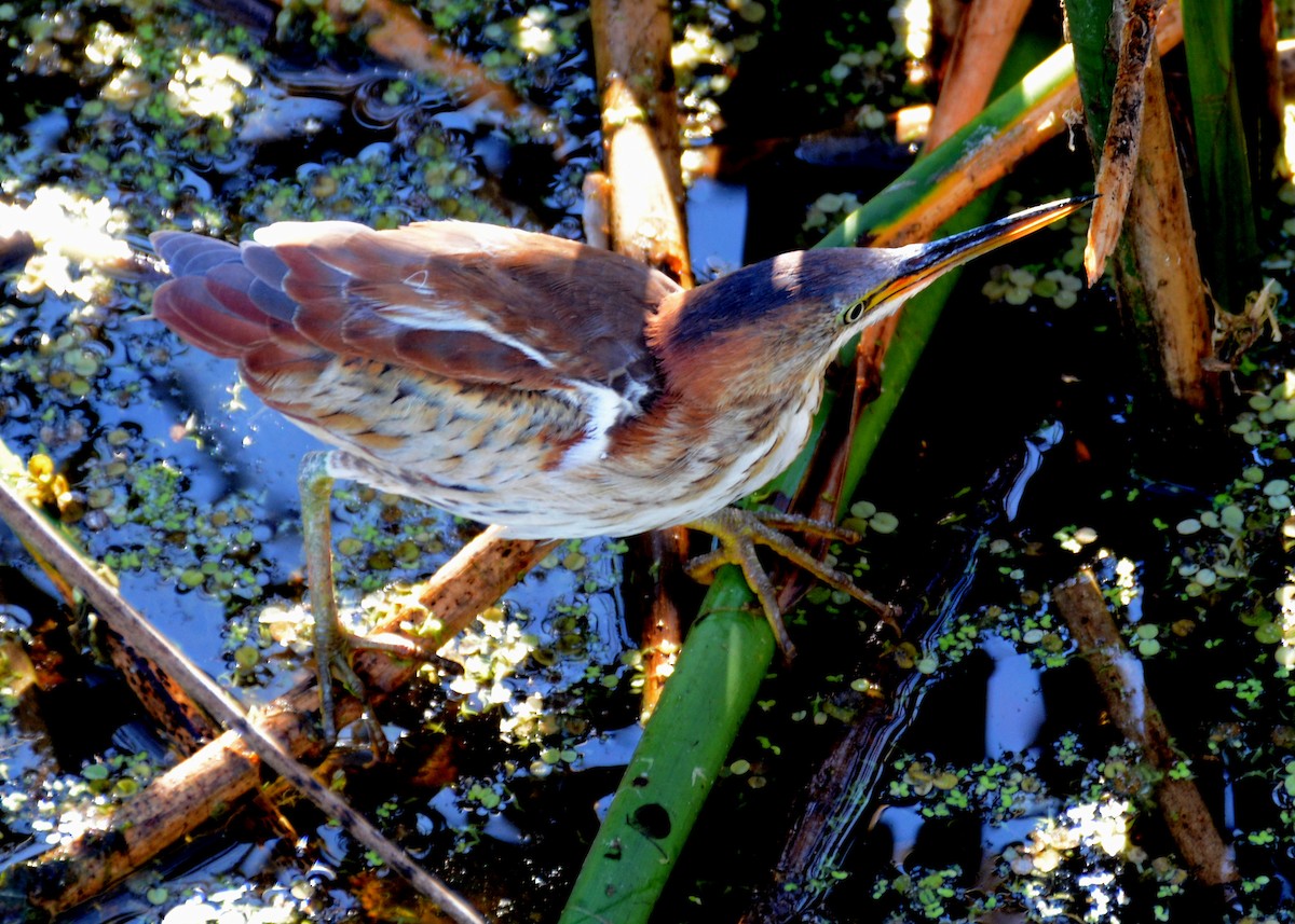 Least Bittern - John Whitehead