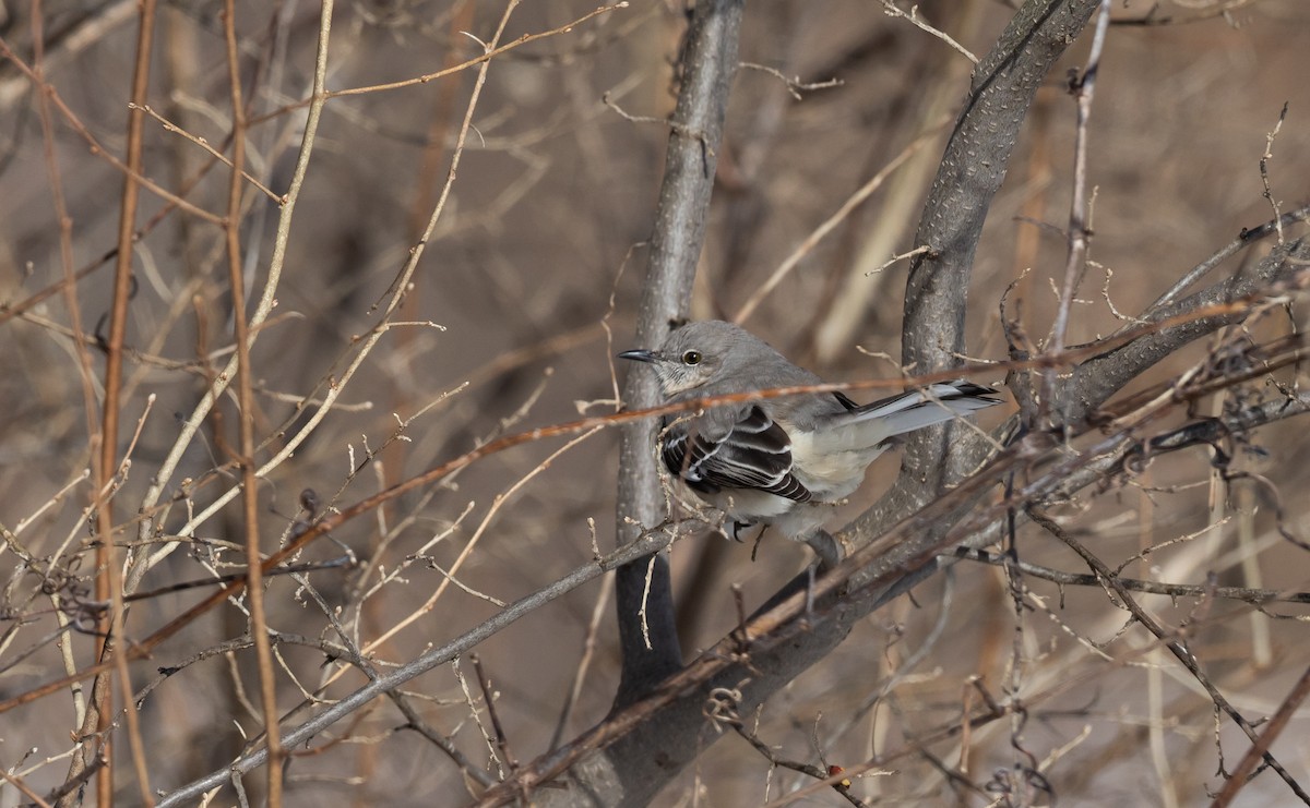 Northern Mockingbird - ML421071001