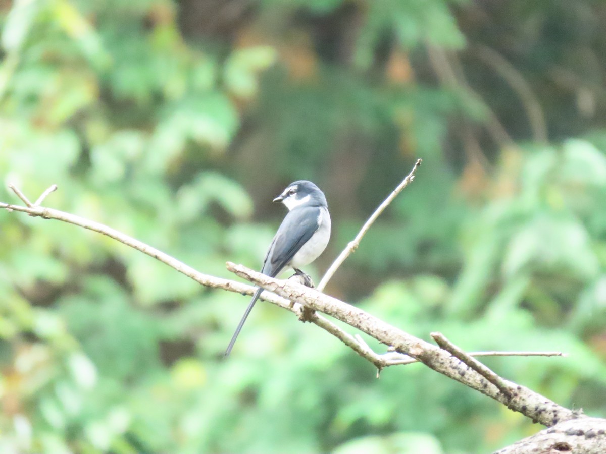 Ryukyu Minivet - ML421071101
