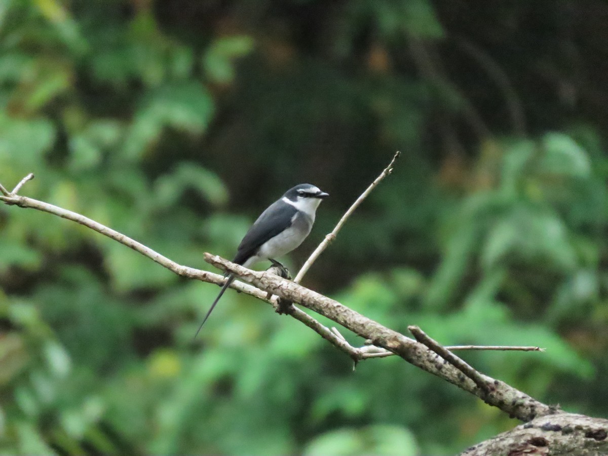 Ryukyu Minivet - ML421071131