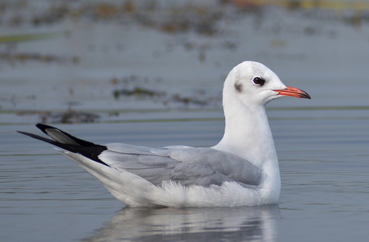Mouette rieuse - ML421071461