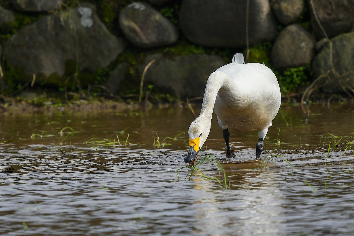 Tundra Swan - ML421071631