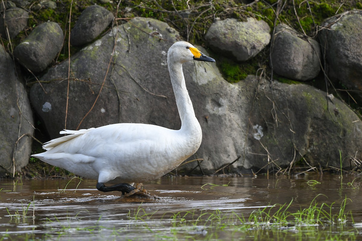 Cygne siffleur - ML421071841