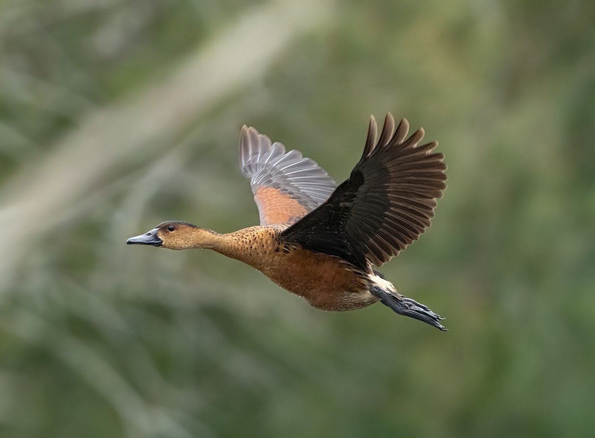 Dendrocygne à lunules - ML421072711