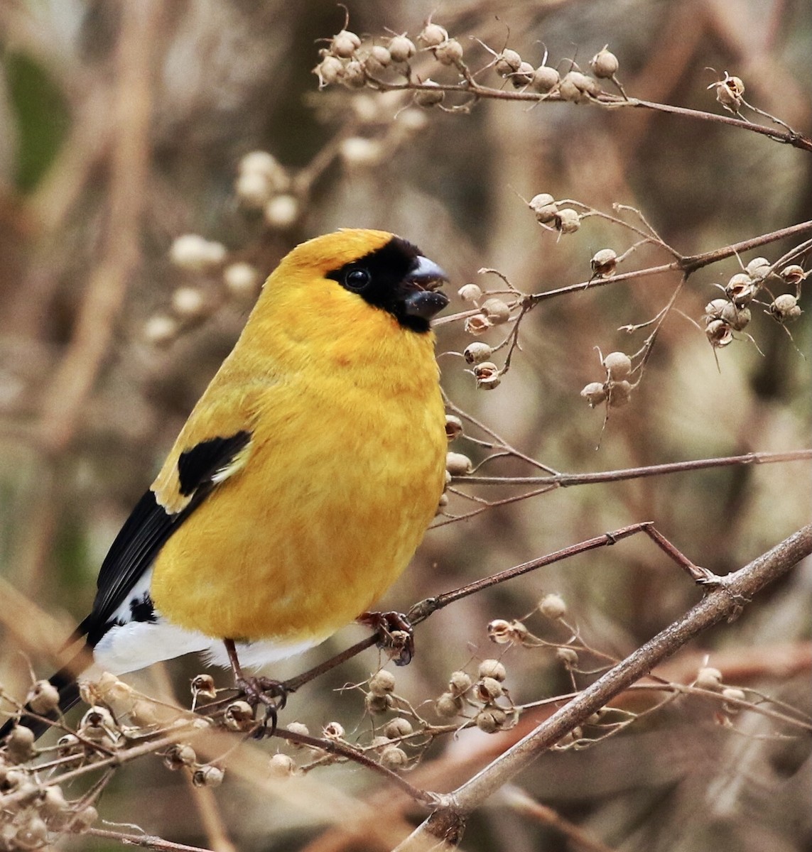 Orange Bullfinch - ML421073031