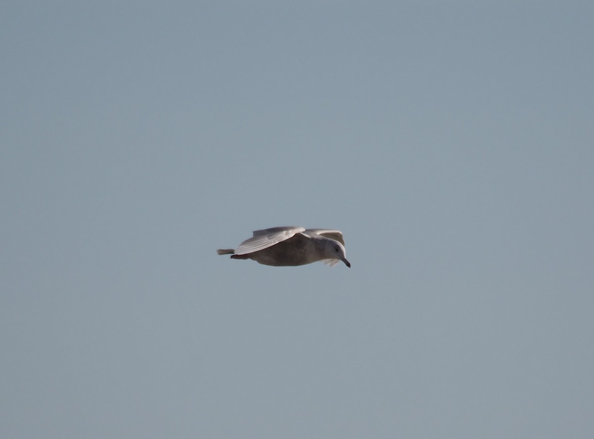 Iceland Gull - ML421073961