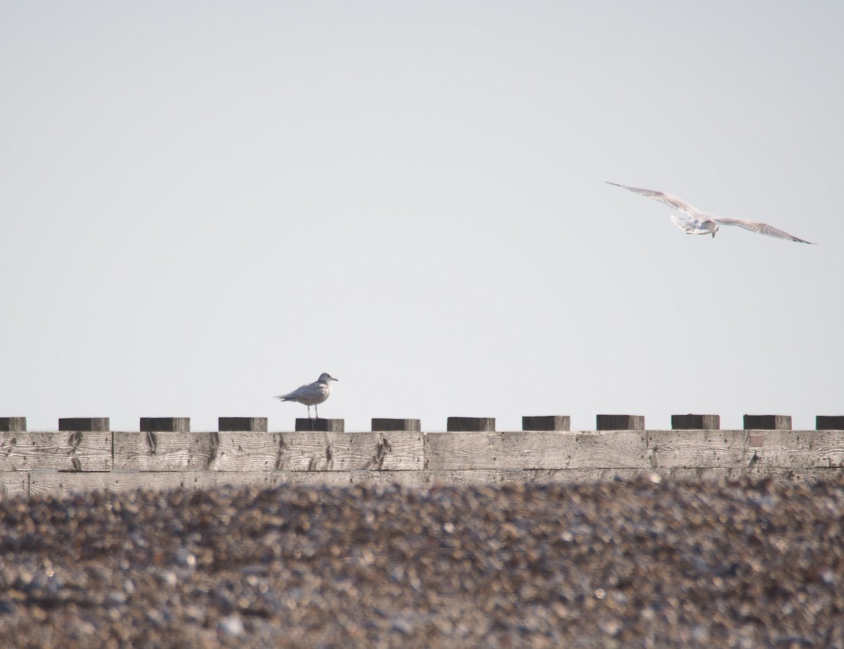 Iceland Gull - ML421074011