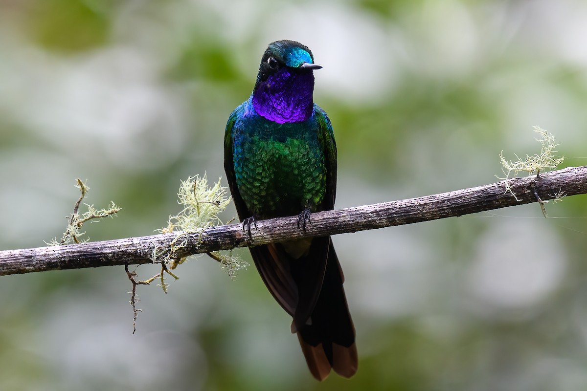 Purple-throated Sunangel (Brilliant) - ML421074301