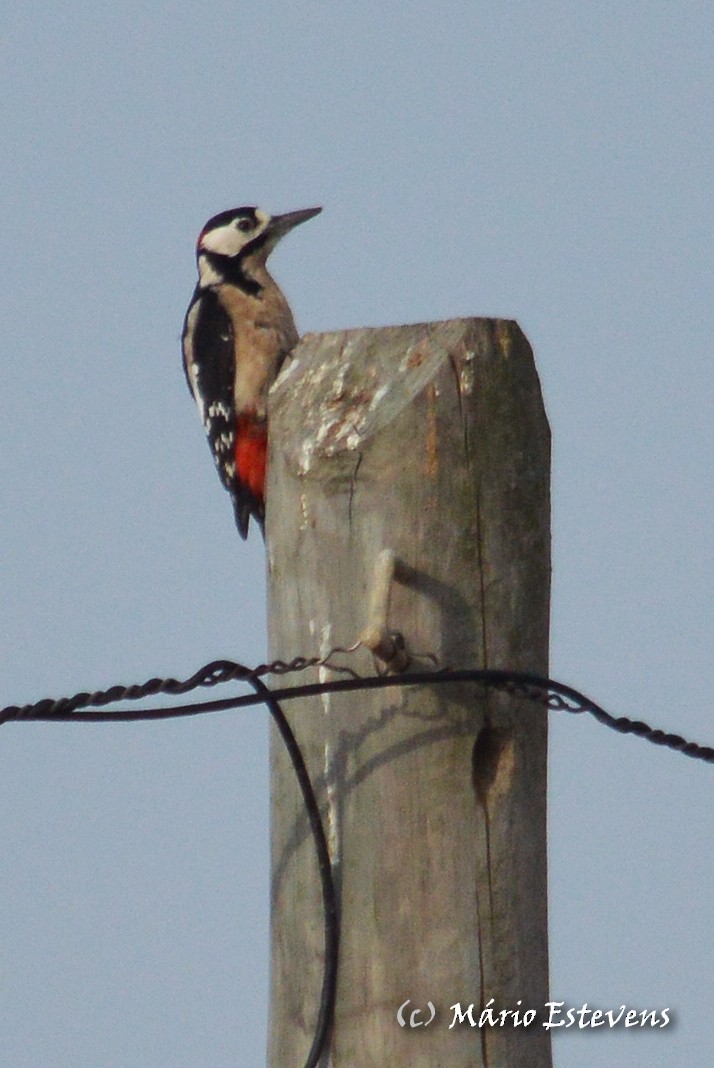 Great Spotted Woodpecker - Mário Estevens