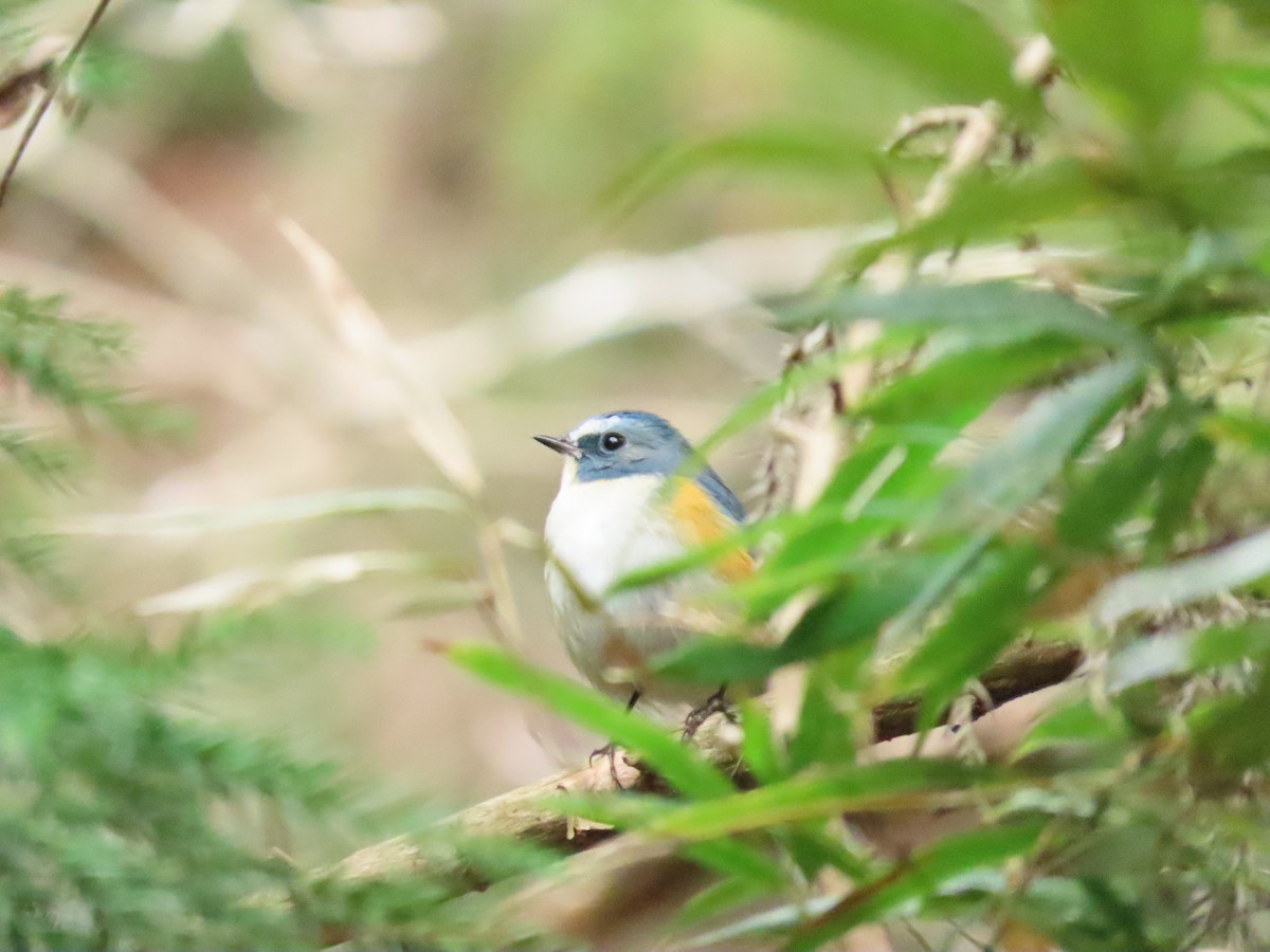 Red-flanked Bluetail - ML421076691
