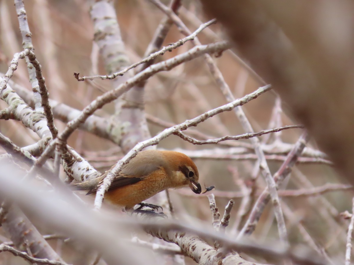 Bull-headed Shrike - ML421076721