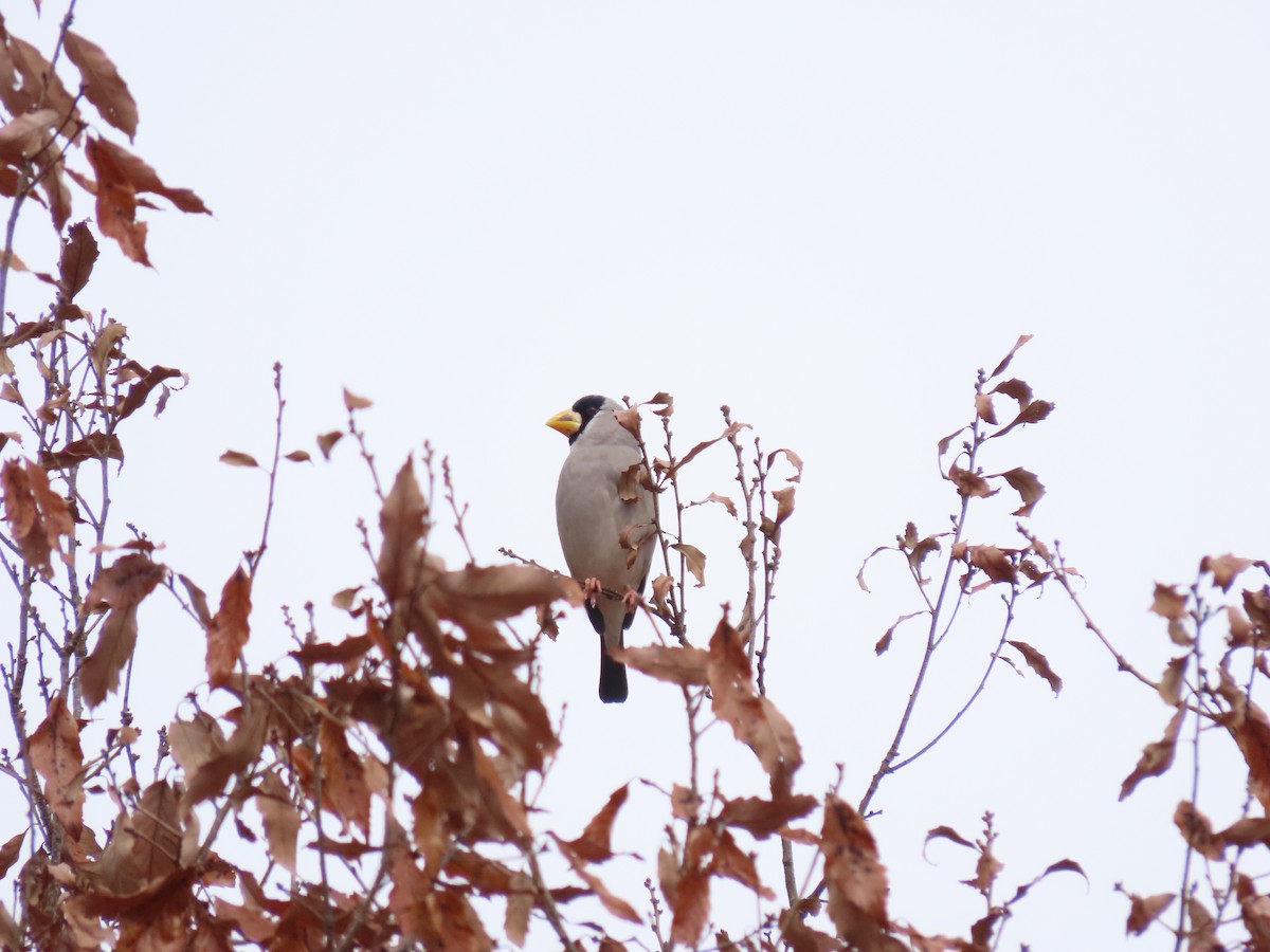 Japanese Grosbeak - ML421076781