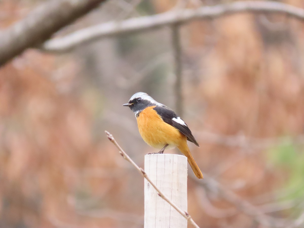 Daurian Redstart - ML421076821