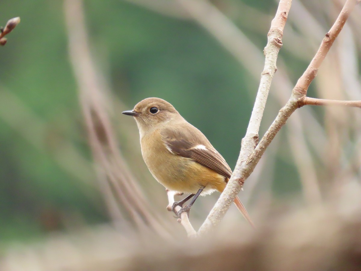 Daurian Redstart - ML421076831