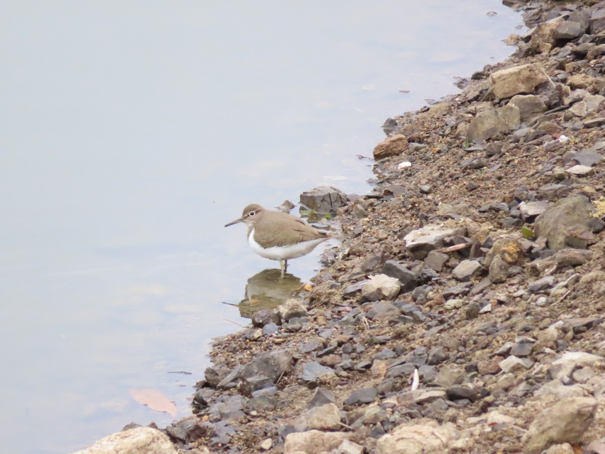Common Sandpiper - ML421076841