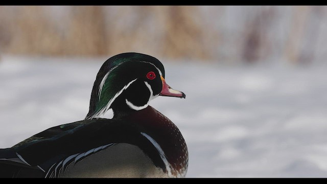 Wood Duck - ML421076881