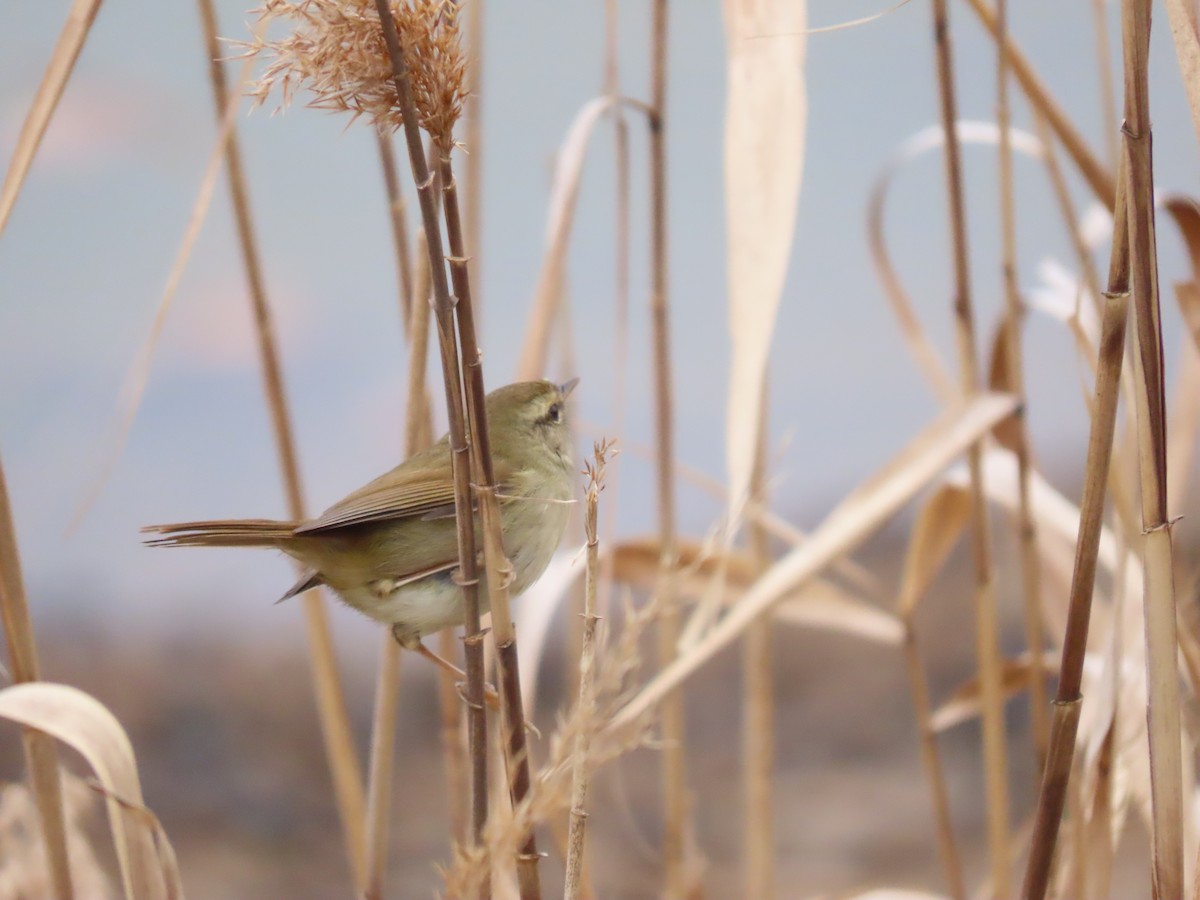 Japanese Bush Warbler - ML421076911