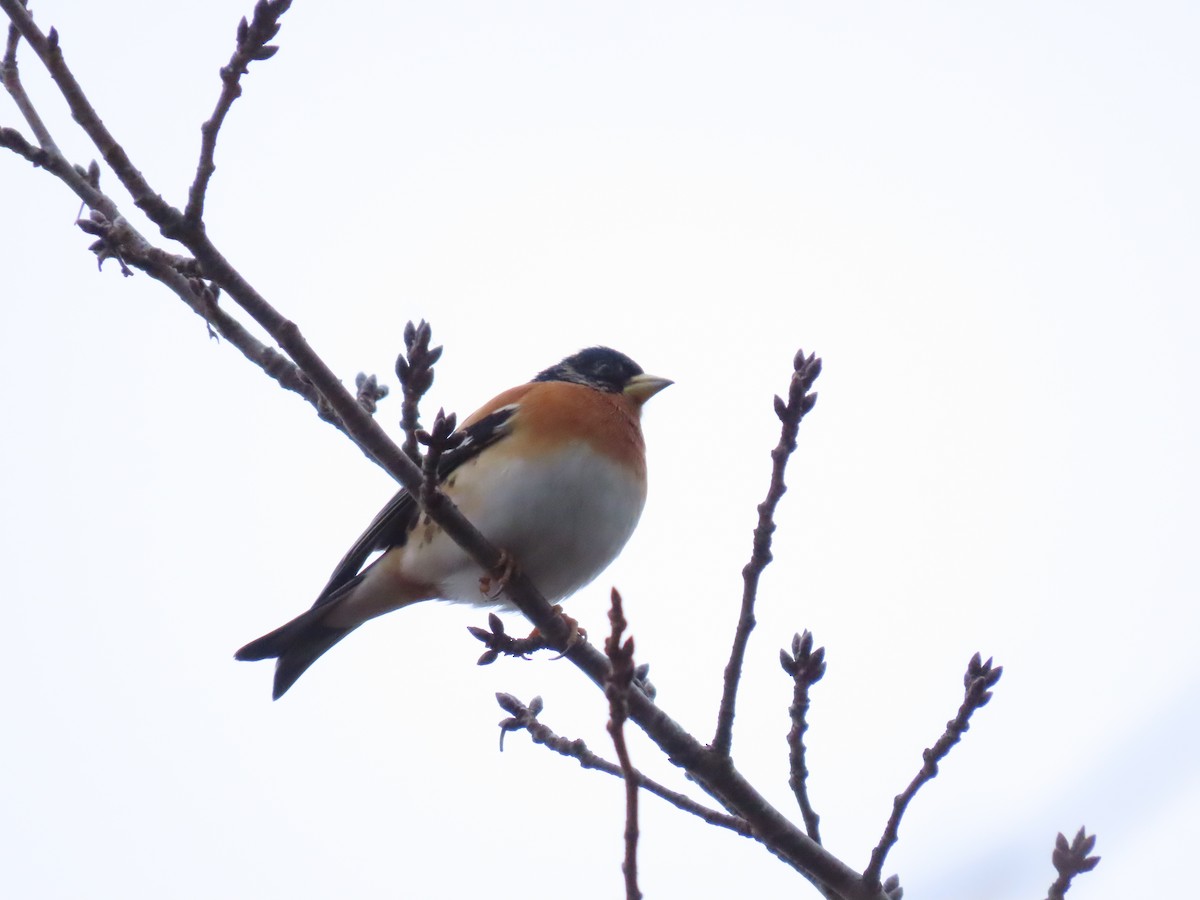 Brambling - ML421077041