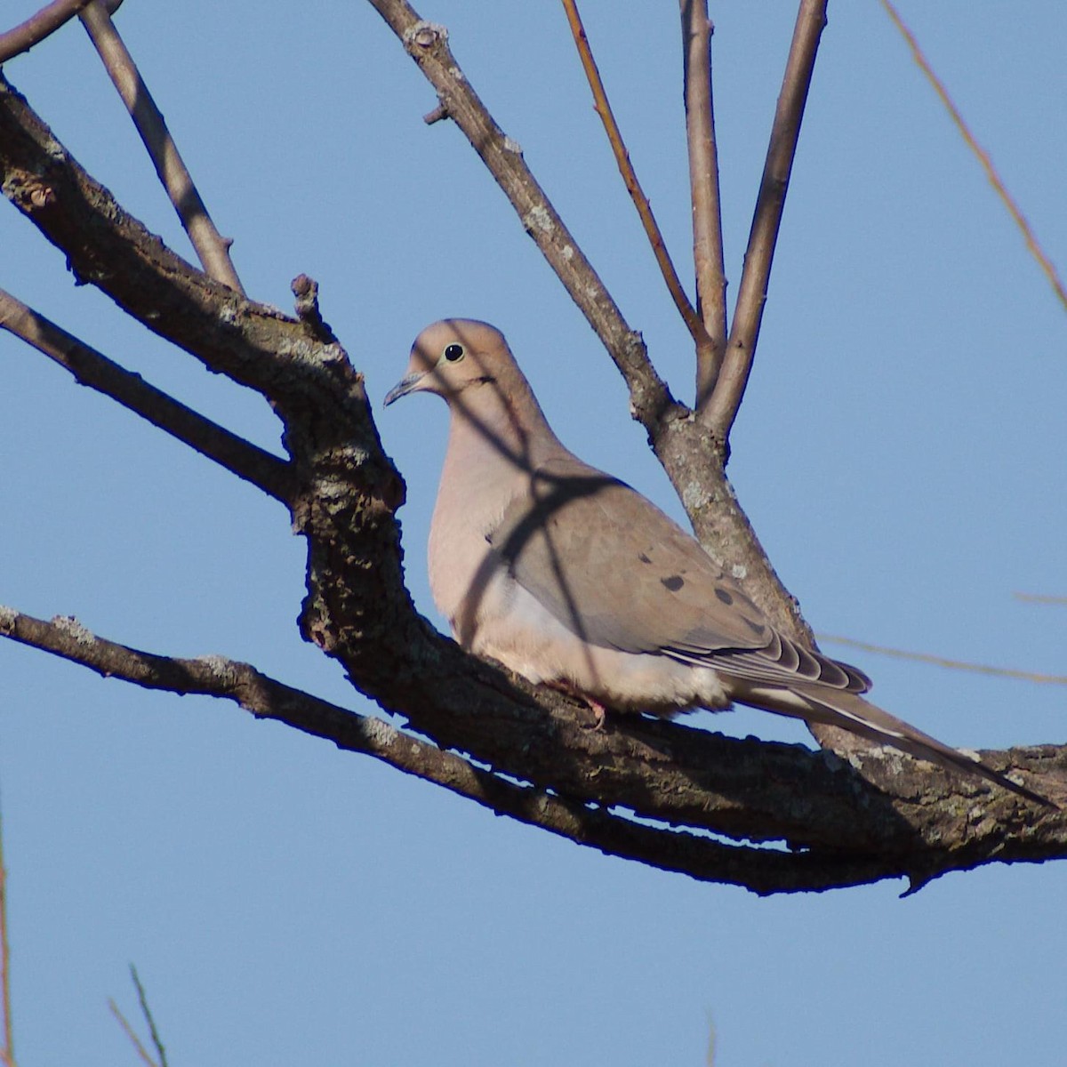 Mourning Dove - Randall Nett