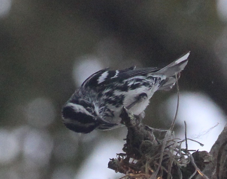 Black-and-white Warbler - ML421079331