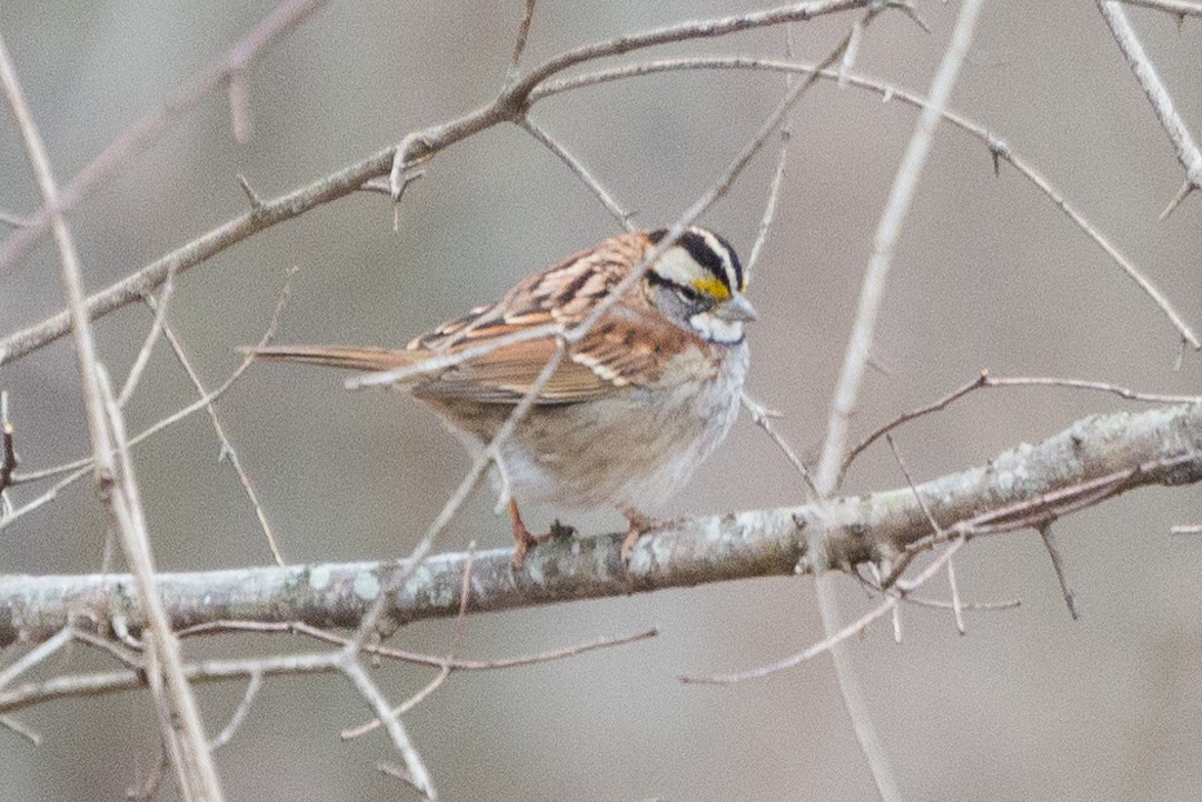 White-throated Sparrow - Jason Hedlund