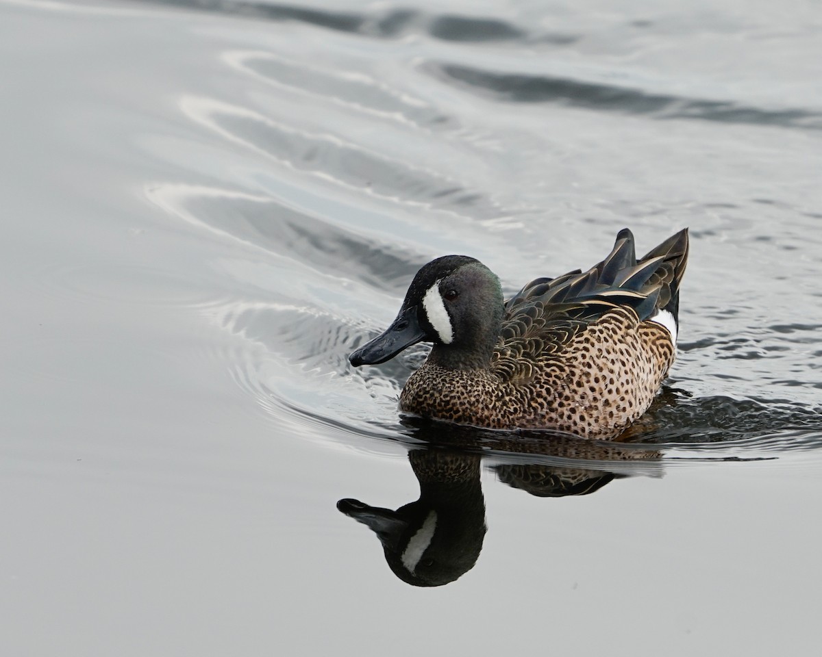 Blue-winged Teal - ML421080491
