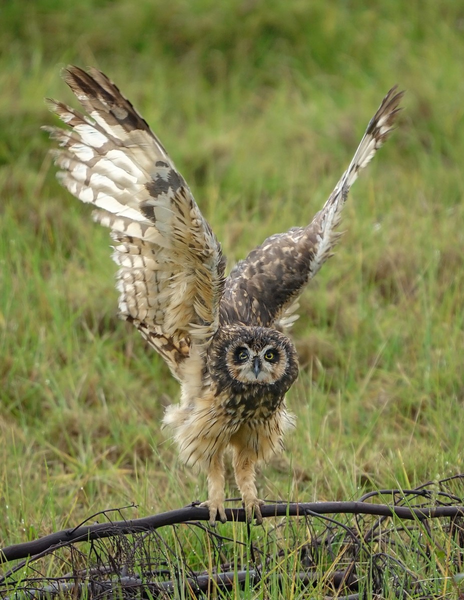 Short-eared Owl - ML421080571