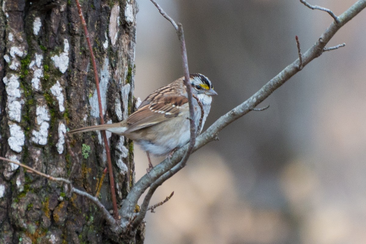 White-throated Sparrow - Jason Hedlund