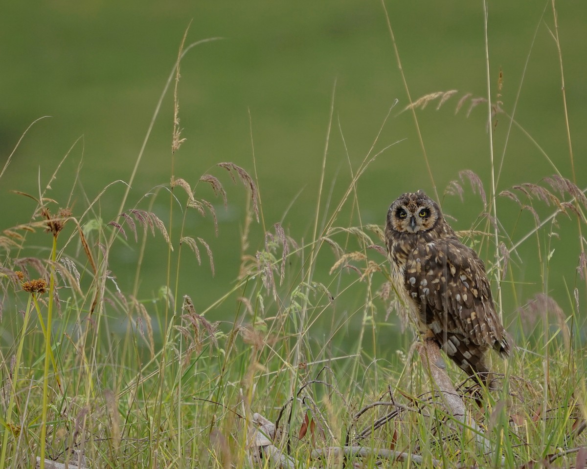 Short-eared Owl - ML421080751