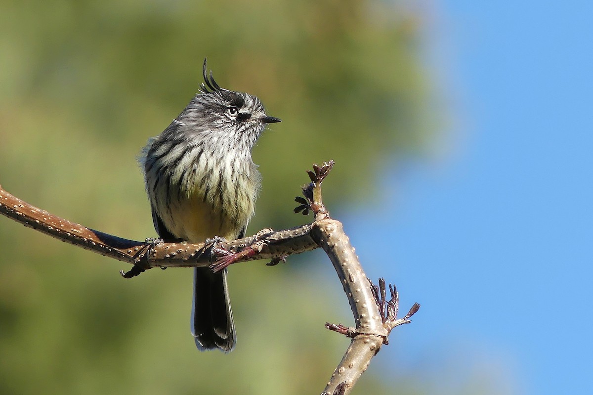 Tufted Tit-Tyrant - Jorge  Quiroga