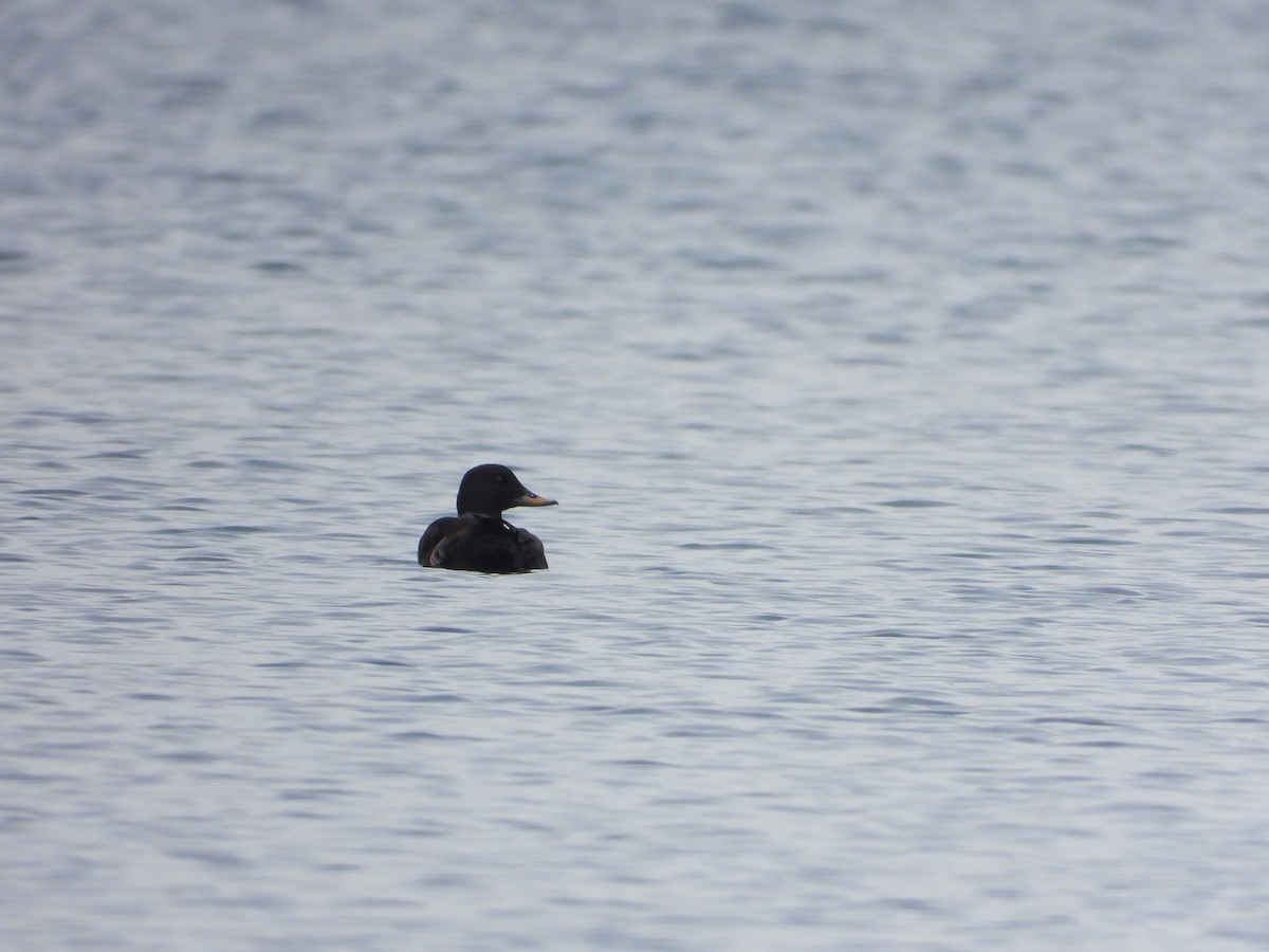 Velvet Scoter - Ewout Ruysbergh