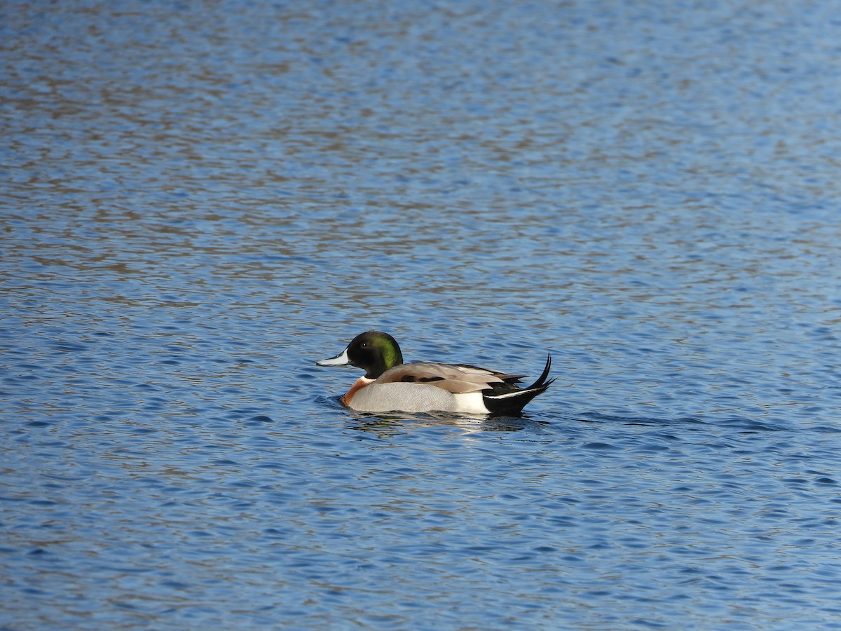 Mallard - ML421081951