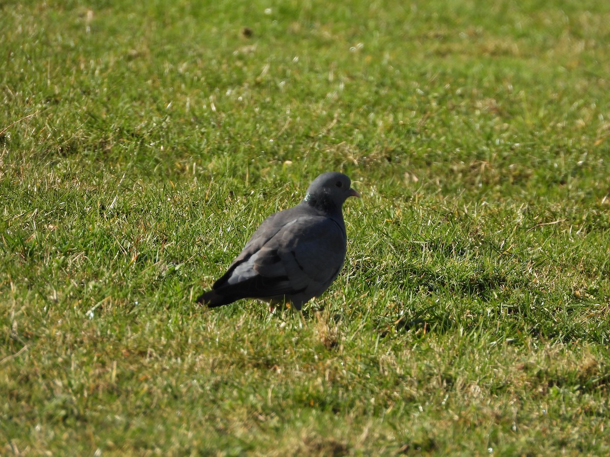 Stock Dove - ML421082051