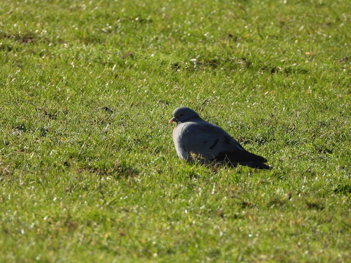 Stock Dove - ML421082071