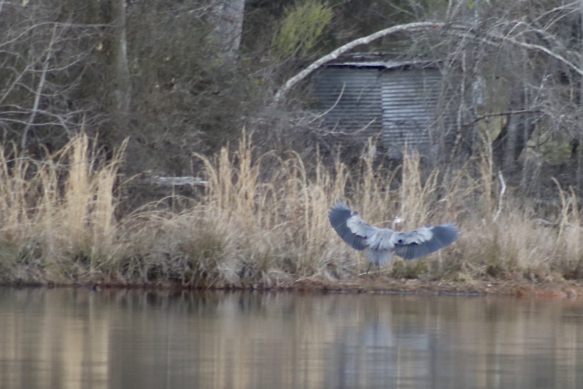 Great Blue Heron - ML421082761