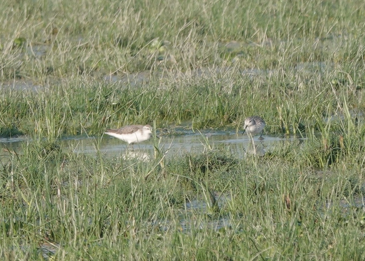 Marsh Sandpiper - ML421083241