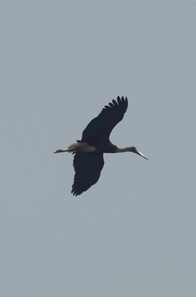 Asian Woolly-necked Stork - ML421084221